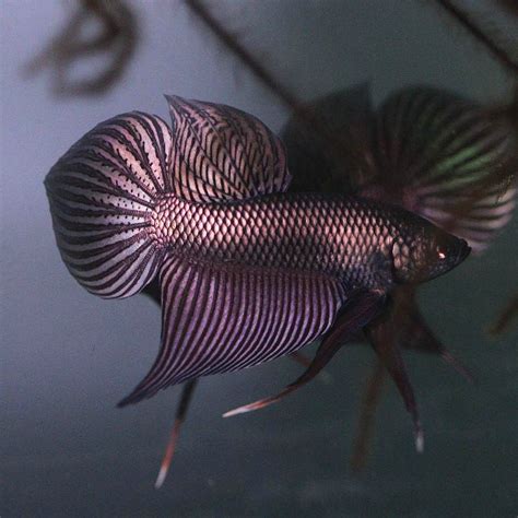 how to buy betta fish from thailand|Franks Bettas.